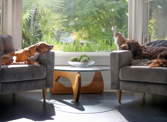 Relaxed dogs and cat in front window in sunny living room. Idyllic group of pets coexisting in multi-pet household. Two dogs sleeping on chairs with cat sitting on window sill.  Selective focus.