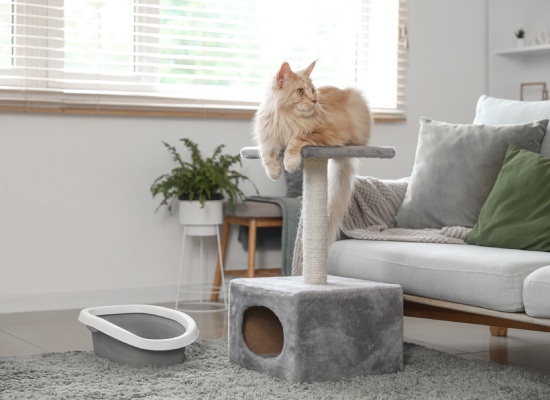 Cute Maine Coon cat with litter box lying on scratching post in living room at home