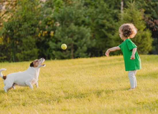 Little girl plays with pet dog on backyard lawn throwing toy ball to catch